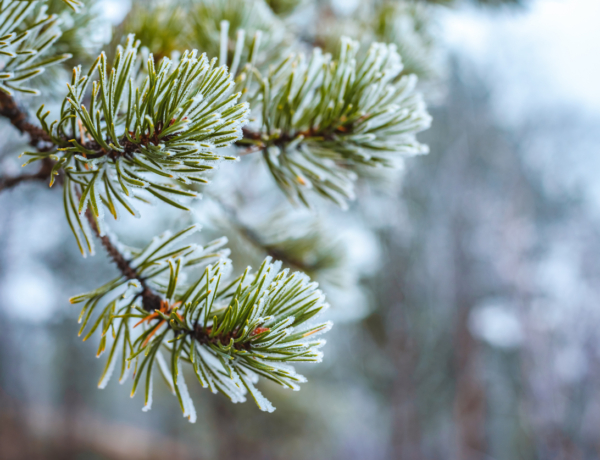 Időjárás december 2.: Egyre hidegebbek a nappalok is