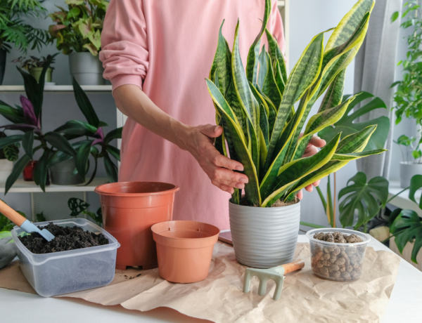 Ezen az egy apróságon múlhat, meddig élnek a szobanövényeid