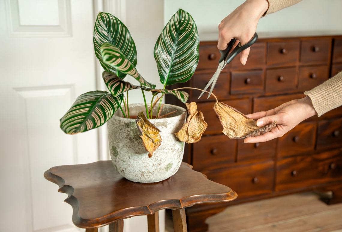 8 hiba, amit elkövethetsz télen a cserepes növények ápolásánál