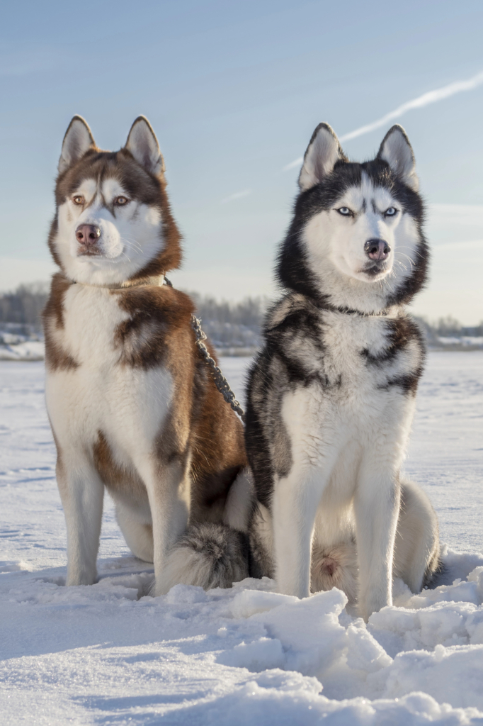 Két husky kutyus ül egymás mellett a hóban
