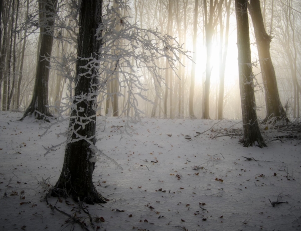 Időjárás 2026. január 24.: Ma ködös reggel, napos, de szeles délután vár ránk