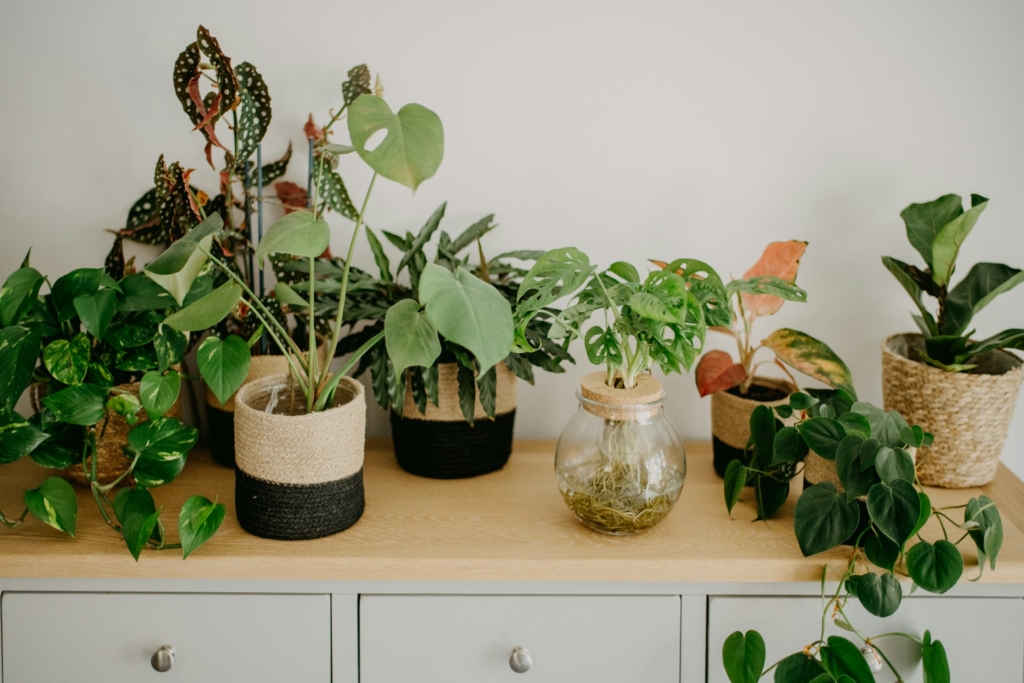 Ezek a tarka levelű szobanövények hoznak harmóniát a térbe a Feng Shui szerint