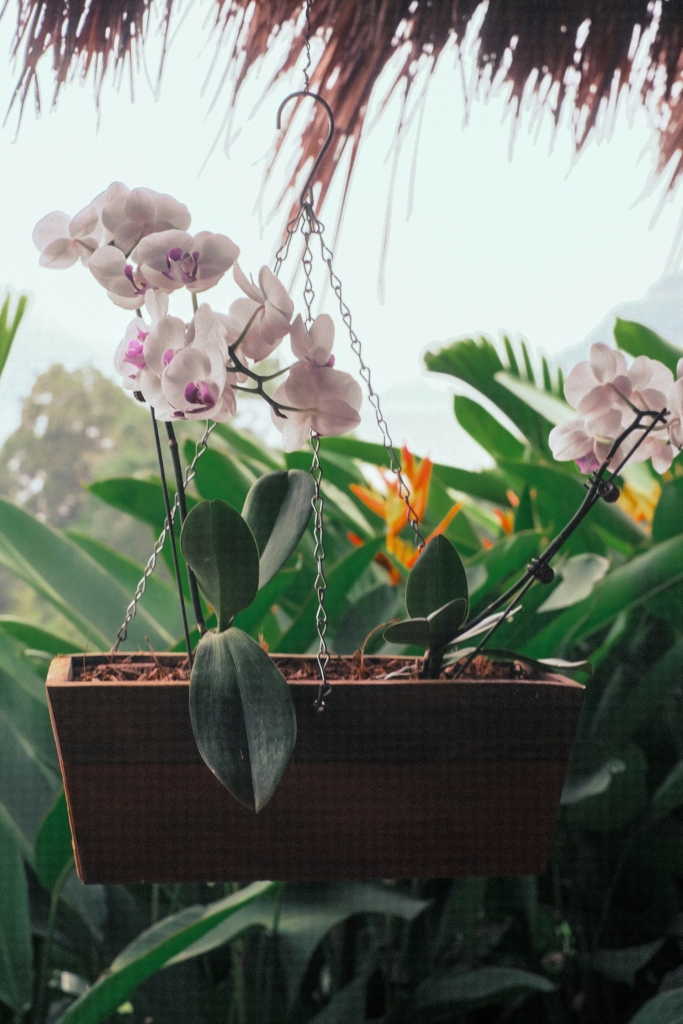 Orchidea egy napra akasztott virágládában