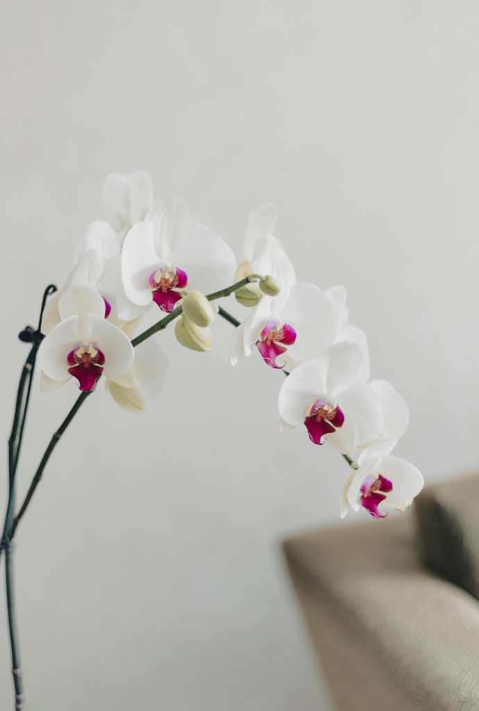 Fehér orchidea