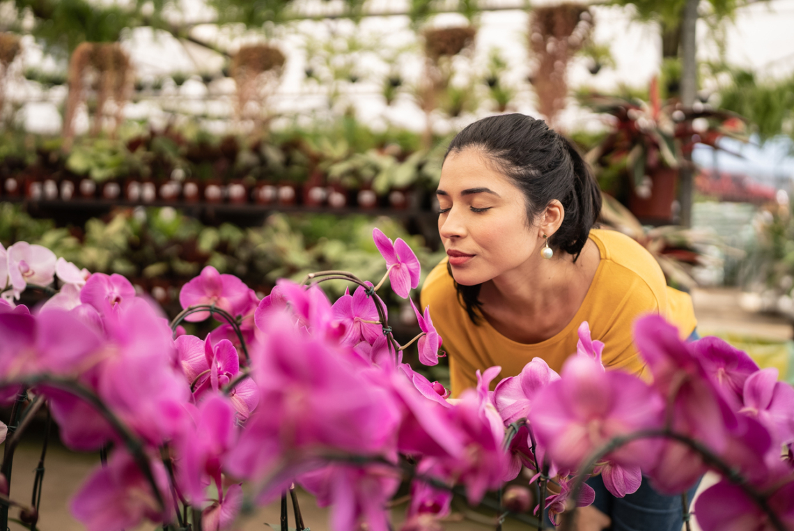 10 szobanövény, ami jó szerencsét, harmóniát és bőséget hozhat az otthonodba