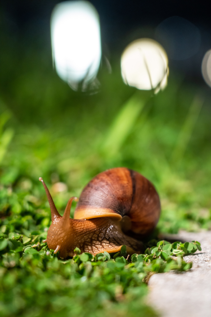 Csiga a fűben