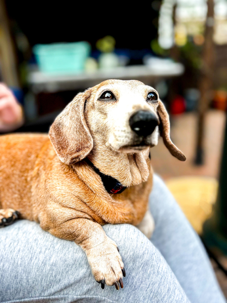 Öreg tacskó kutyus pihen