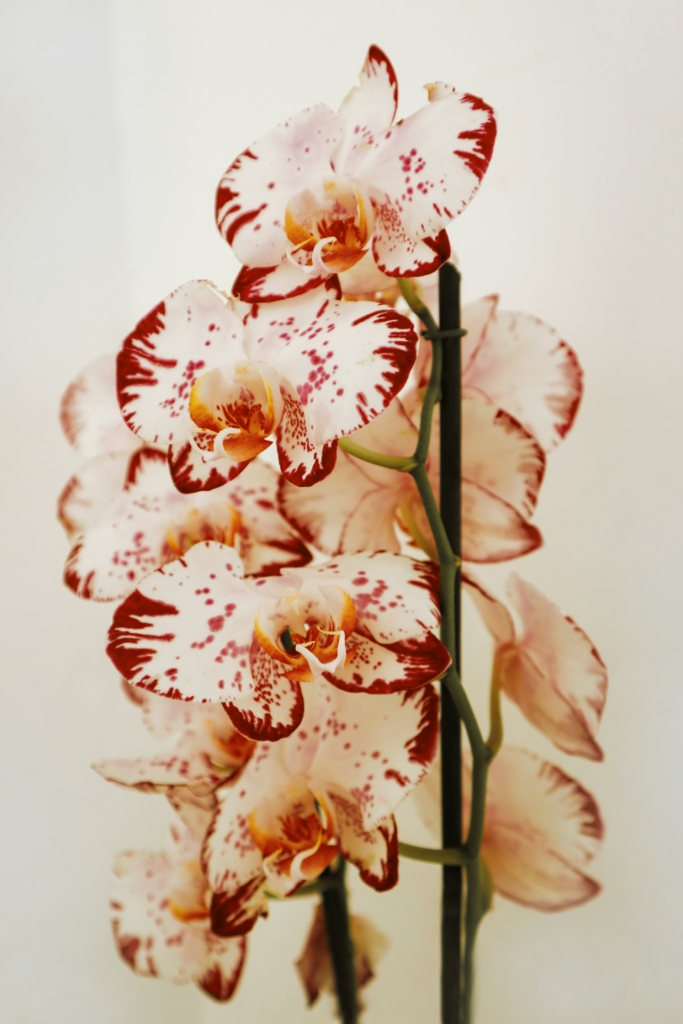 Cirkás mintás orchidea virágzáskor