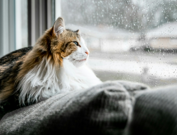 Időjárás 2026. január 26.: Enyhébb, de csapadékos idővel indul a hét