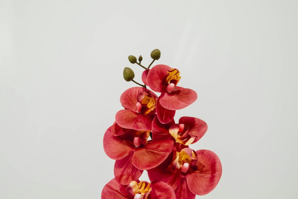 Nem virágzik az orchideád? Így hozd vissza az életbe