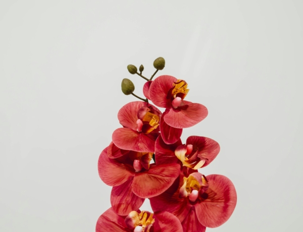 Nem virágzik az orchideád? Így hozd vissza az életbe