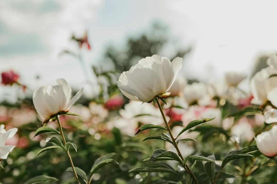 5 pozitív energiát hozó növény a kertedbe, amivel bevonzhatod a jólétet