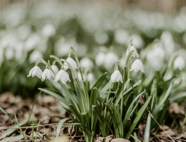 Időjárás 2026. február 26.: Túlnyomóan napos, derült időre számíthatunk