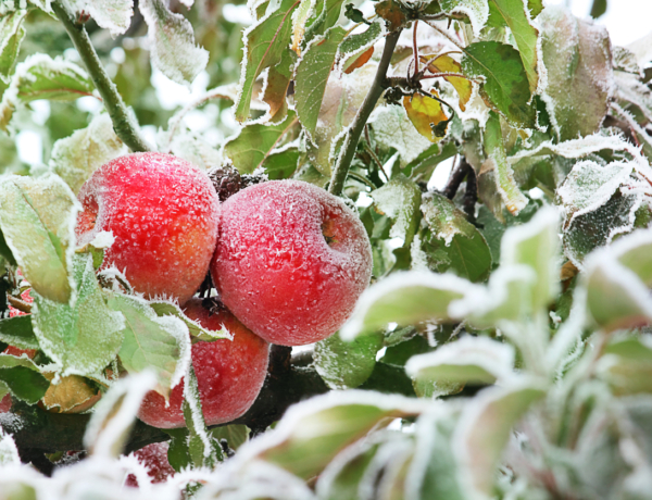 Ma, február 6.: Dorottya és Dóra névnapja van– mit üzen a nevük?