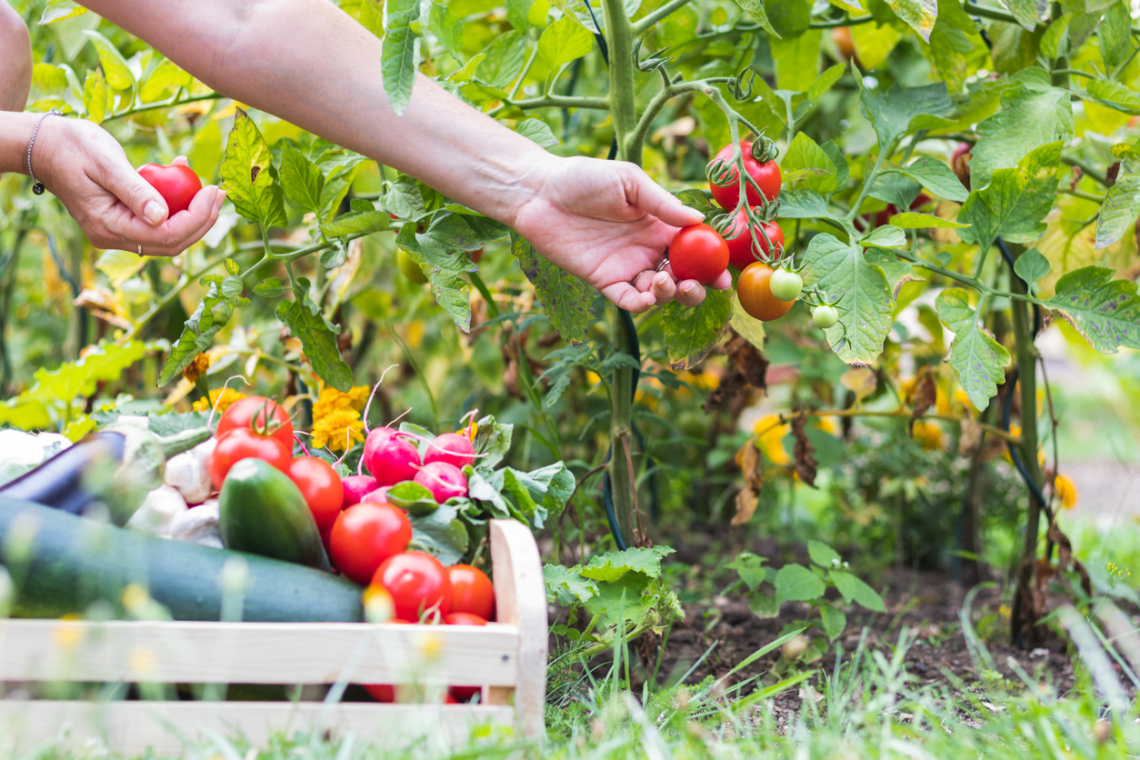 Itt az utolsó esélyünk a GMO-k kontrollálására – Csatlakozz te is a felhíváshoz!