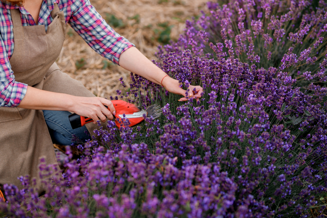 Így lesz idén nyárra buja és illatos a levendulád – kertészek bevált trükkjei