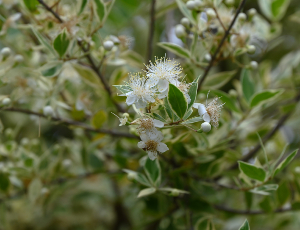 Ma, február 23.: Alfréd és Mirtill névnapját ünnepeljük – Milyen személyiséget takar a nevük?