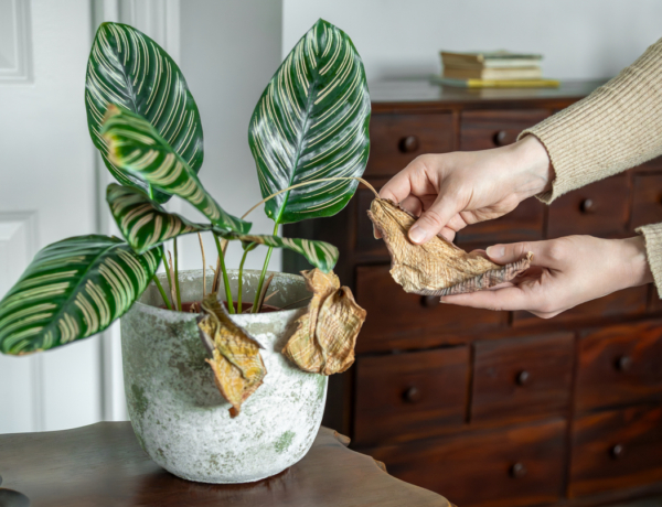 5 ijesztő jel a növényeden, ami valójában nem is olyan vészes, mint hiszed