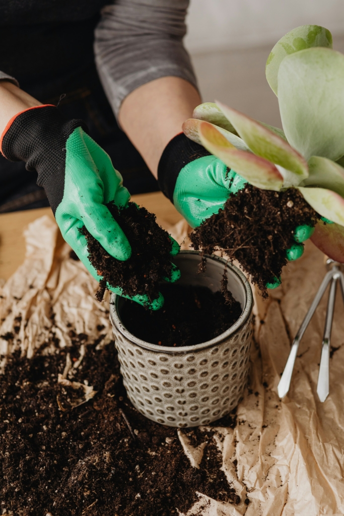 Nő virágot ültet cserépbe gumikesztyűben