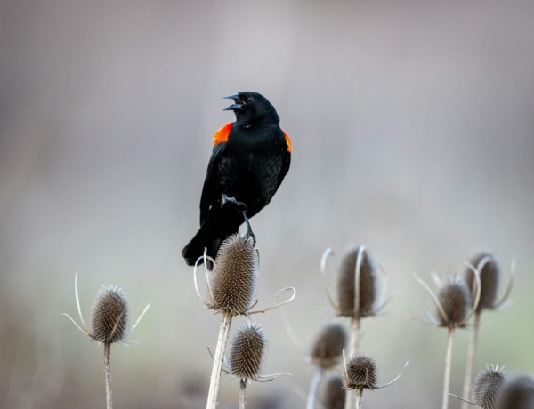 Időjárás 2026. február 7.: Változóan felhős, enyhébb nap elé nézünk