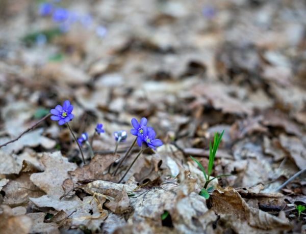 Időjárás 2026. február 13.: Megmutatja magát a tavasz