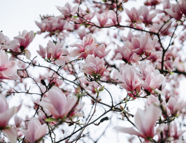 Ma, március 10.: Ildikó névnapja van – Milyen személyiséget takar a név?