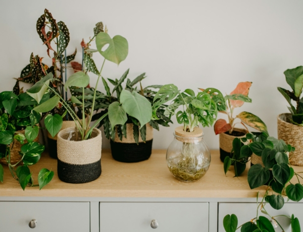 Ma, március 3.: Kornélia névnapját ünnepeljük: mit üzen a neve?