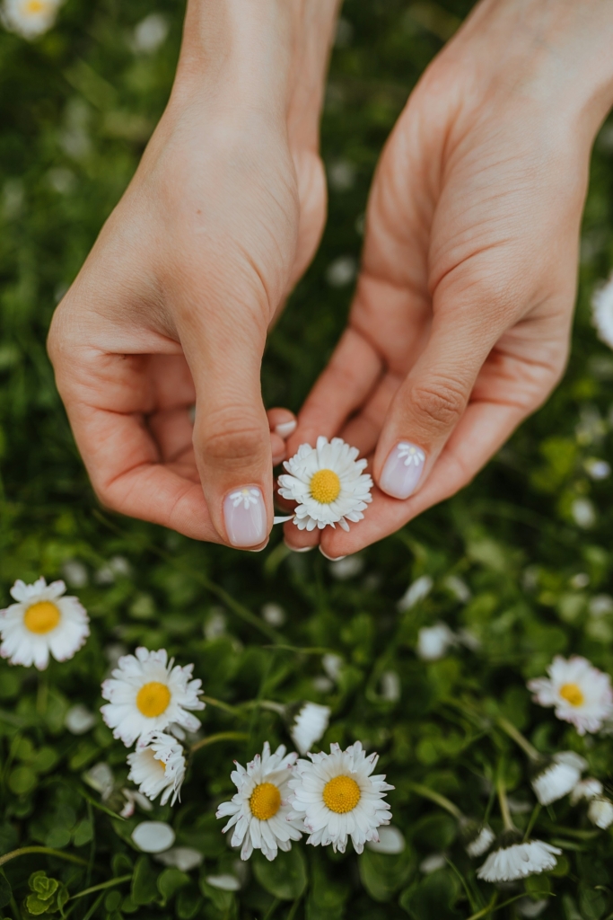 Mano femminile che tiene un fiore di camomilla