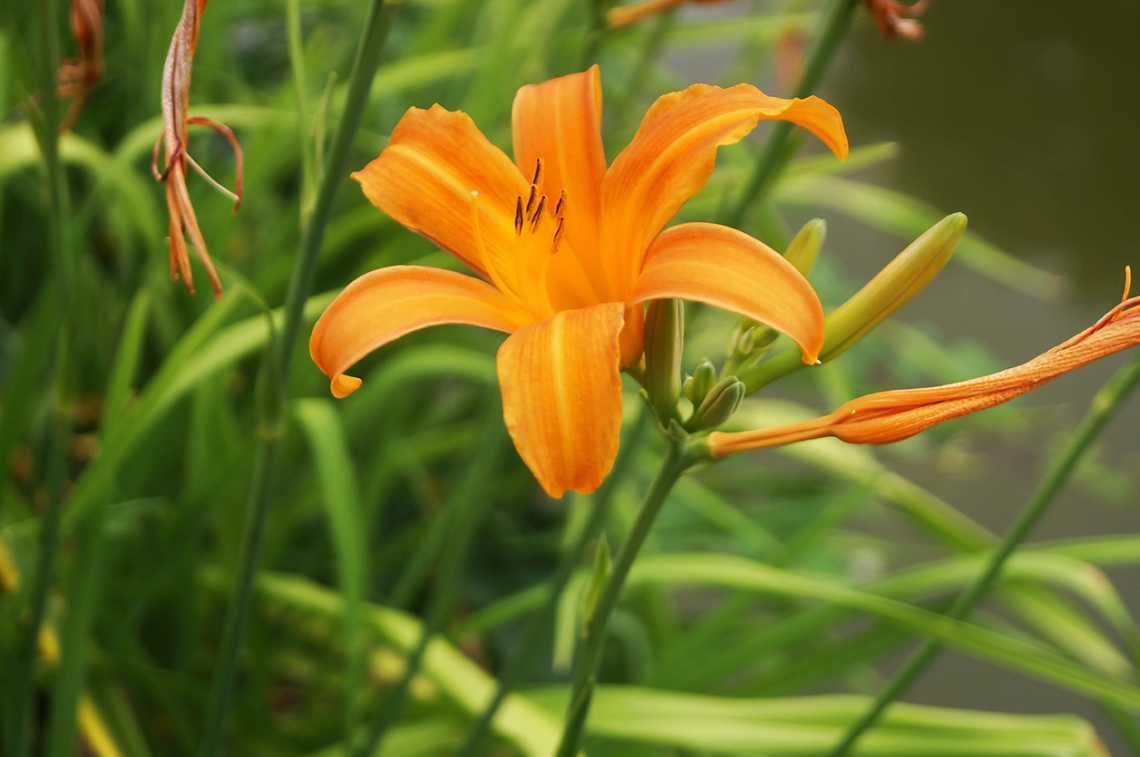 7 árnyéktűrő növény, ami kevés napfény mellett is szépen fejlődik