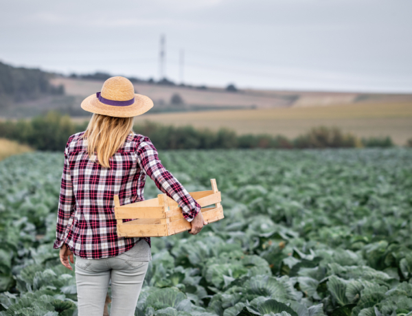 A káposzta, ami meghódította a világot, és nem csak a konyhában