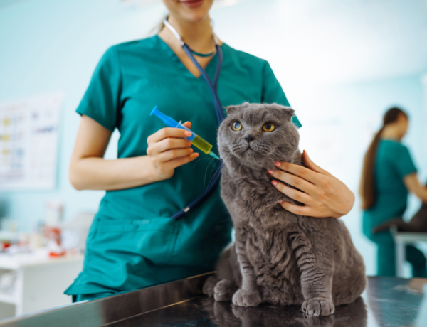 Életem egyik legfájdalmasabb döntése volt: Mikor van itt az ideje elengedni a beteg állatainkat?