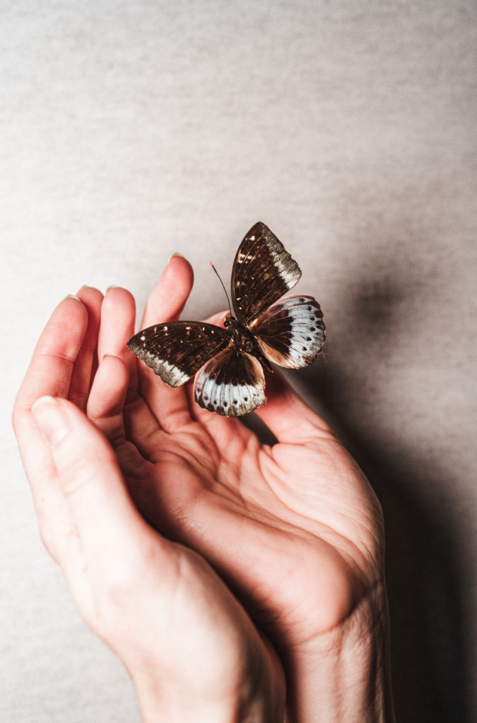 Kis pillangó egy nő tenyerében
