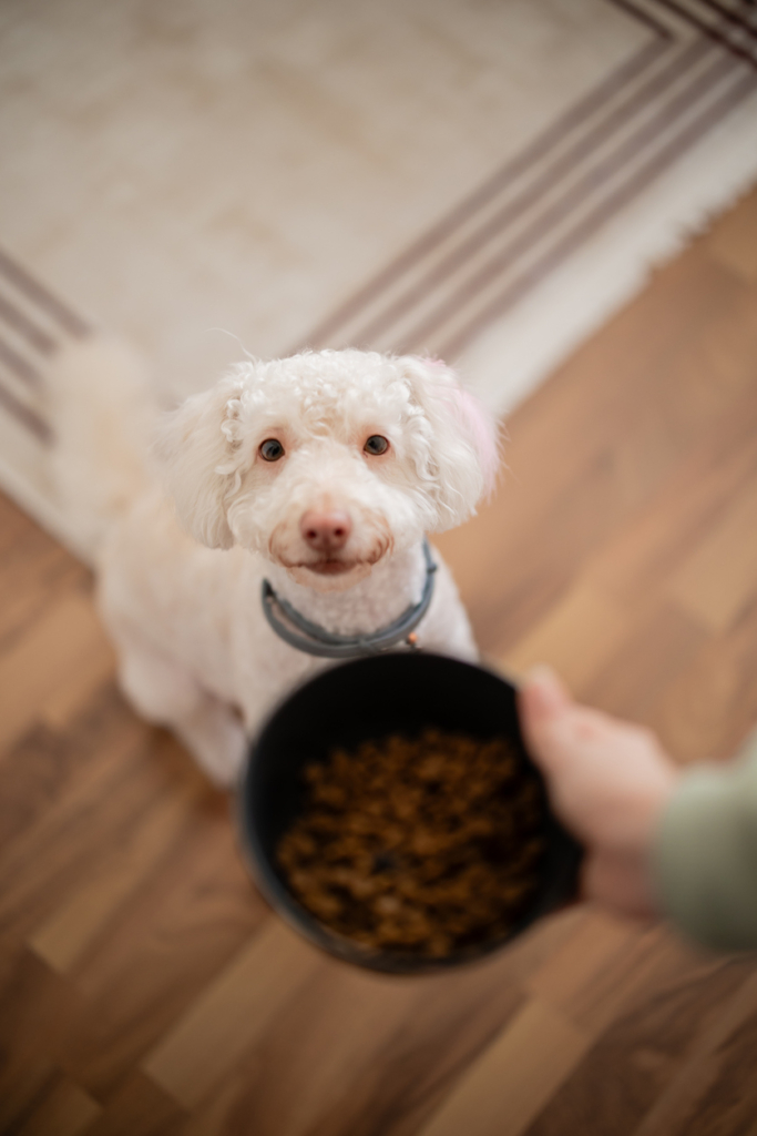 Kutyus megkapja az étellel teli tálkáját