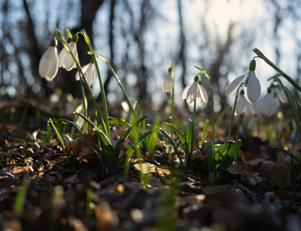 Időjárás 2026. március 12.: kellemes, napos idő, de helyenként záporok pattanhatnak ki