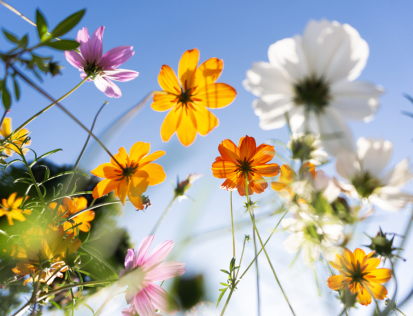 Időjárás 2026. március 24.: Napsütés és felhőzet váltogatja egymást