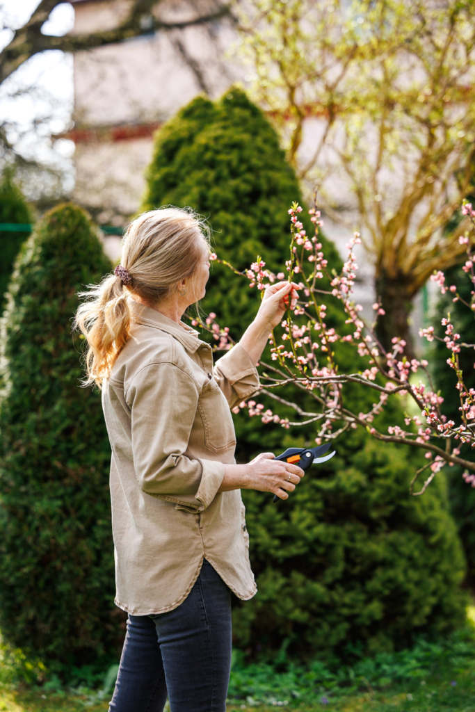 Nő a kertben metsz tavasszal
