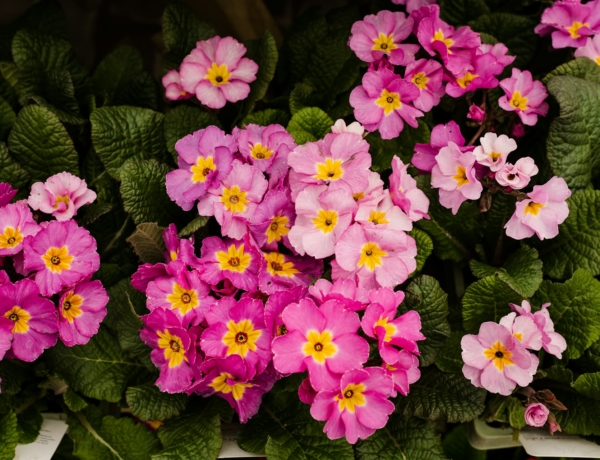 Ma, március 29.: Auguszta és Bertold névnapja van – Ezért olyan különleges a nevük