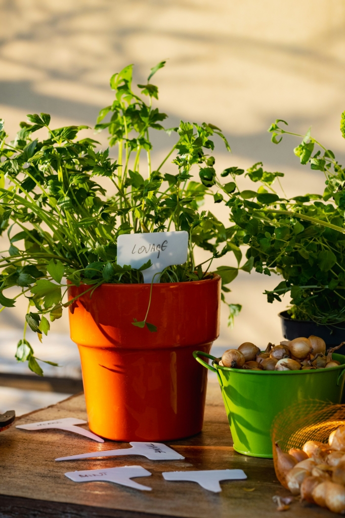 Petrezselyem cserépben