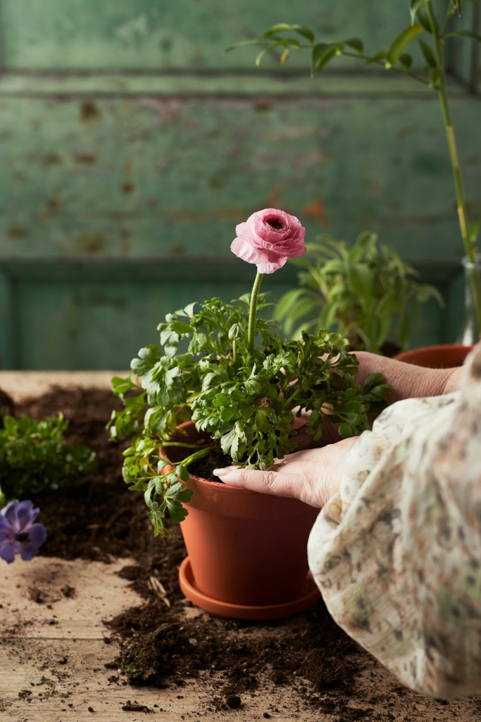 Boglárka cserépben