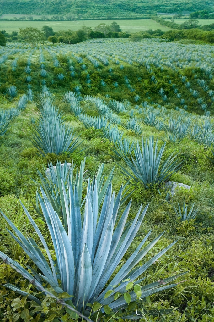 Agave