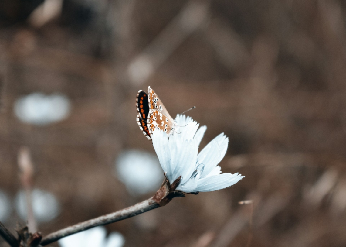Időjárás 2026. március 2.: Tavaszias, napos hétkezdés közepes felhőréteggel