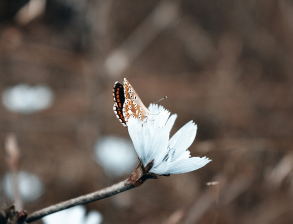 Időjárás 2026. március 2.: Tavaszias, napos hétkezdés közepes felhőréteggel