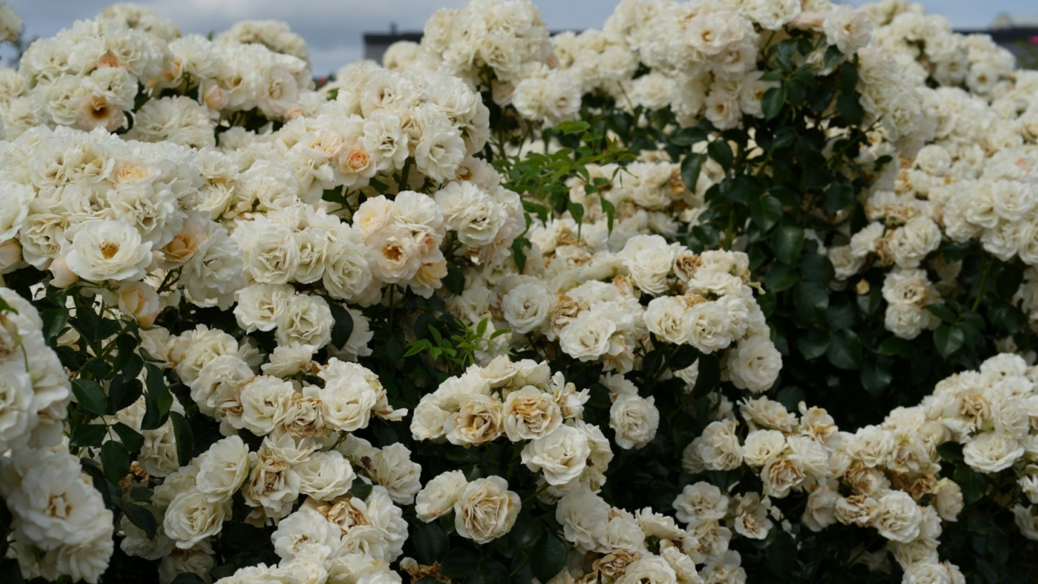 10 álomszerű virág, amivel becsempészheted a Pantone év színét a kertedbe