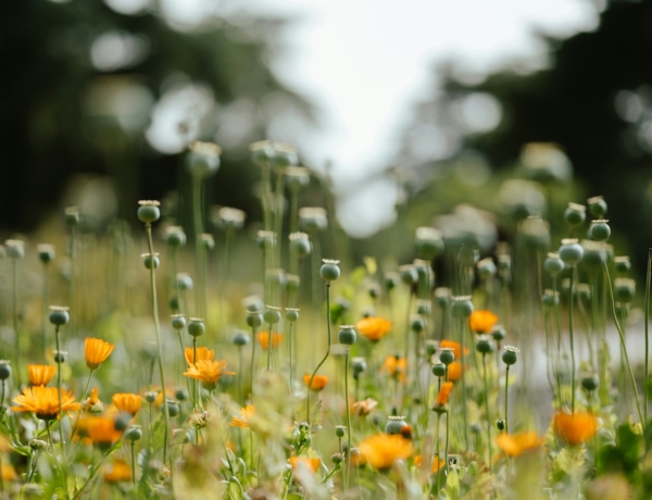 Időjárás 2026. április 6.: Újabb hidegfront közelíti hazánkat