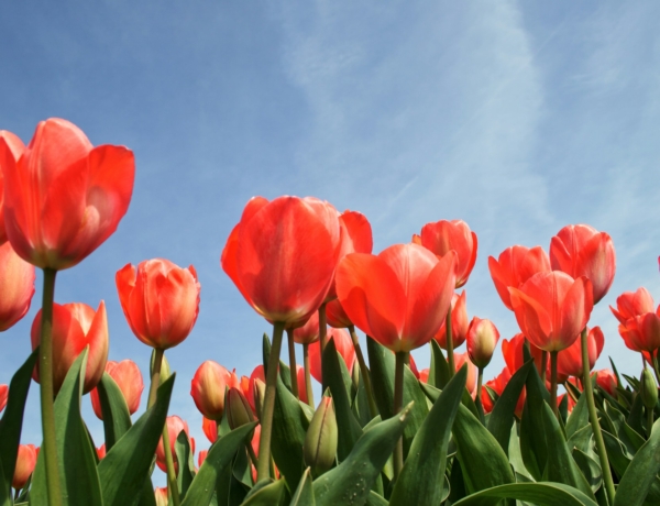 Időjárás 2026. április 3.: Tovább melegszik, de a felhők és a szél még kitart Nagypénteken