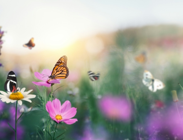 Időjárás 2026. április 1.: A szél még kitart, de már melegszik az idő