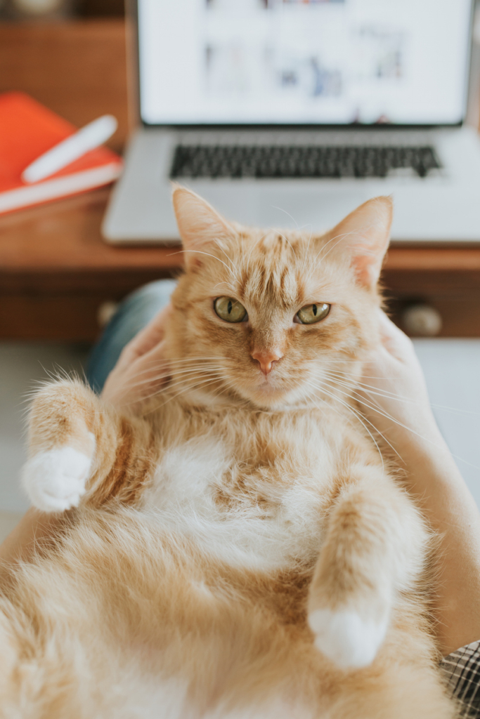 Gatto grasso
