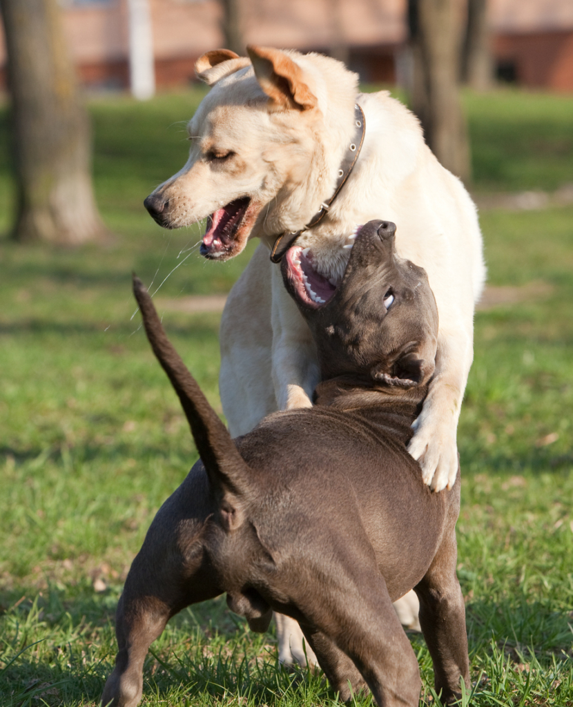 Két kutya játszik egymással
