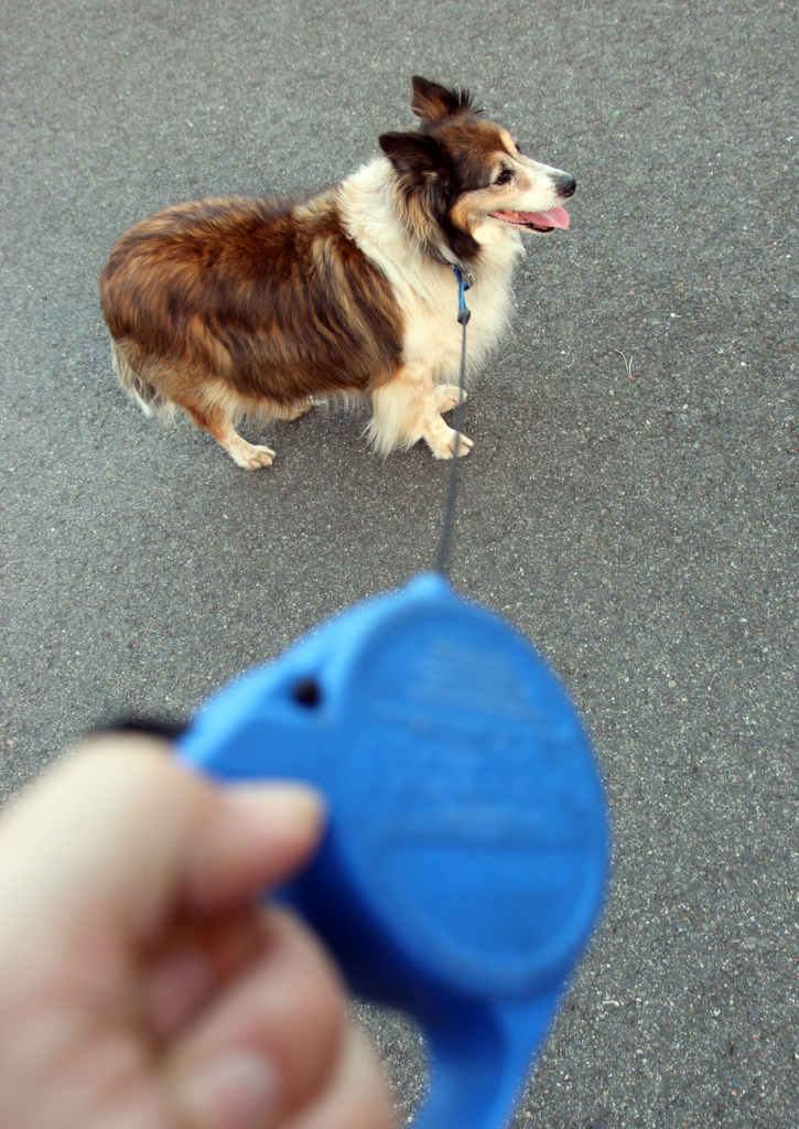 Kutya flexi pórázon