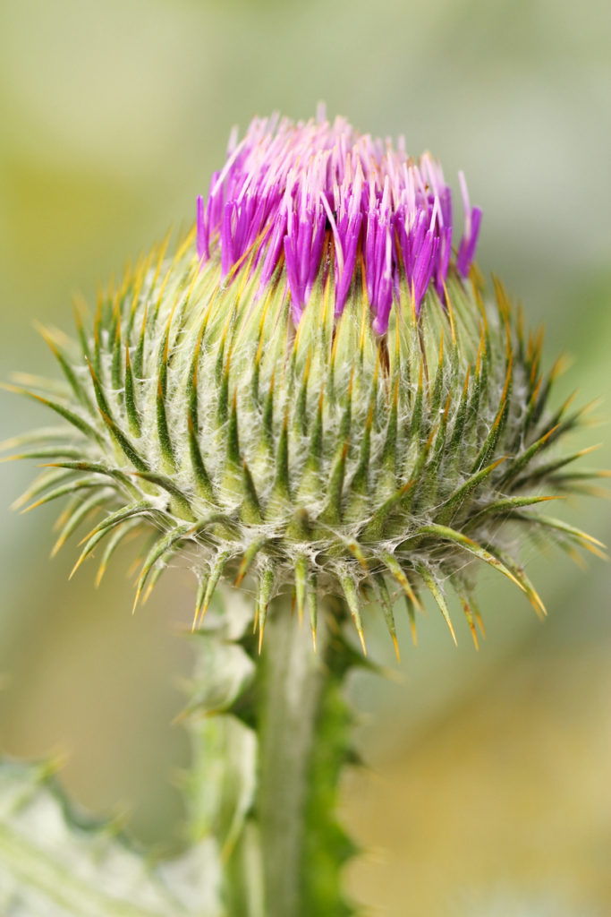 Fiore di cardo mariano